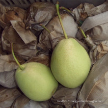 Green Color Fresh Shandong Pear De la Chine